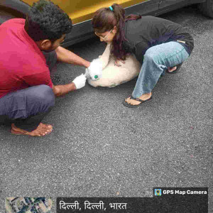 Rabies vaccination-197