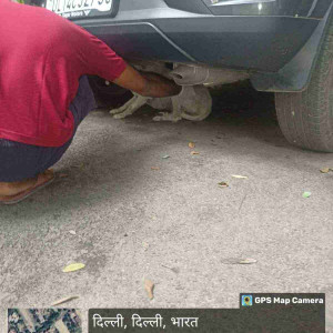 Rabies vaccination-198