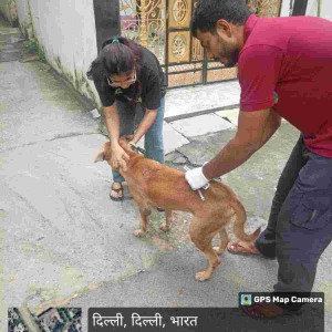 Rabies vaccination-199