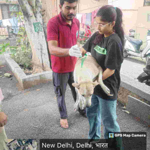 Rabies vaccination-201