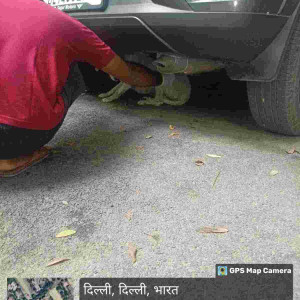 Rabies vaccination-202