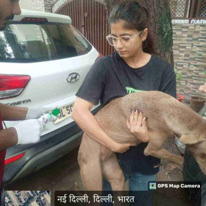 Rabies vaccination-203