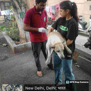 Rabies vaccination-204