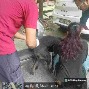 Rabies vaccination-205