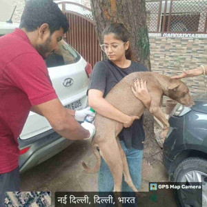 Rabies vaccination-206