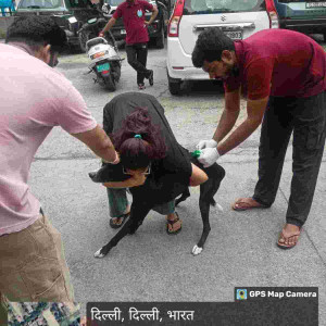 Rabies vaccination-208