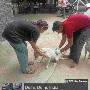 Rabies vaccination-211