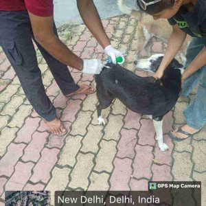 Rabies vaccination-212