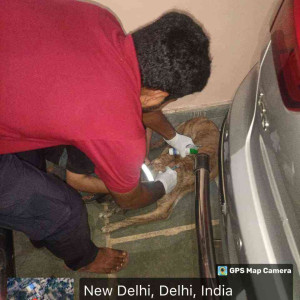 Rabies vaccination-217