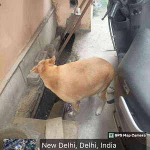 Rabies vaccination-219