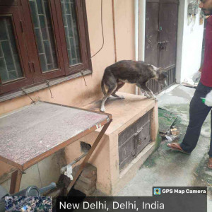 Rabies vaccination-220