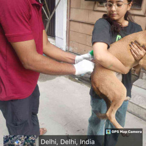 Rabies vaccination-221