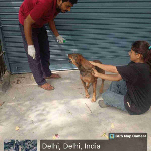Rabies vaccination-222
