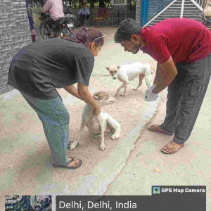 Rabies vaccination-223