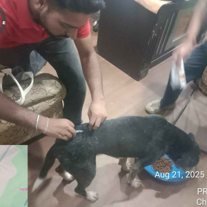 Rabies vaccination-236