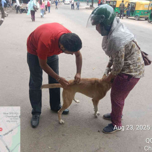 Rabies vaccination-245