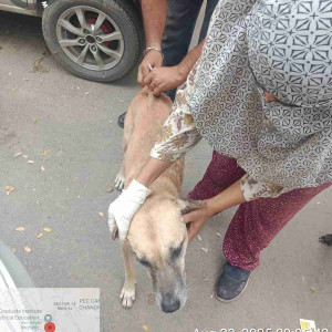 Rabies vaccination-246