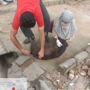 Rabies vaccination-247