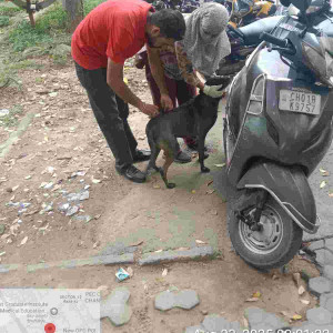 Rabies vaccination-248