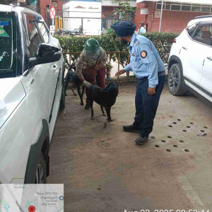 Rabies vaccination-249