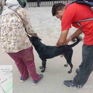 Rabies vaccination-250