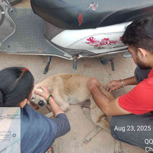 Rabies vaccination-251