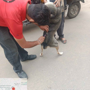 Rabies vaccination-252