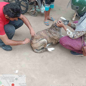 Rabies vaccination-253