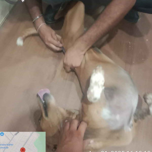 Rabies vaccination-237