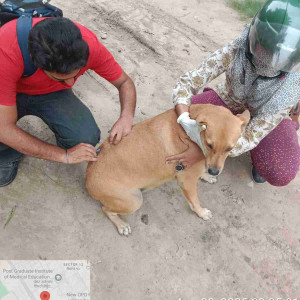 Rabies vaccination-254