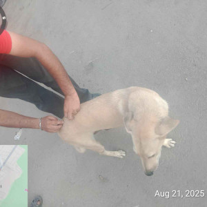 Rabies vaccination-238