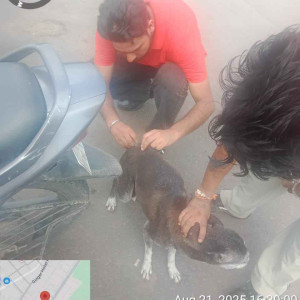 Rabies vaccination-239