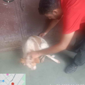 Rabies vaccination-240