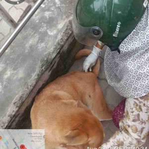 Rabies vaccination-241