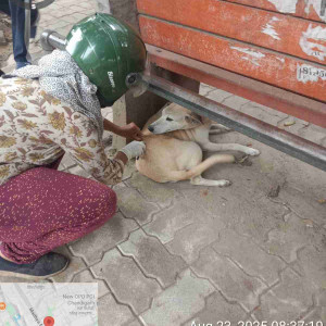 Rabies vaccination-242