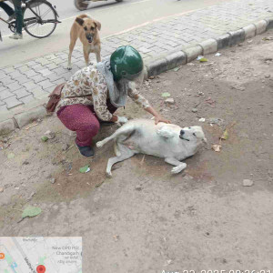 Rabies vaccination-243