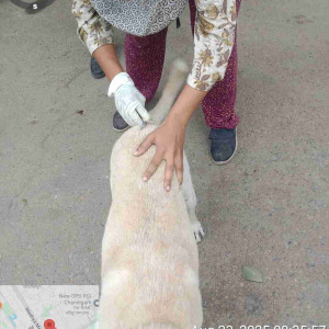 Rabies vaccination-244