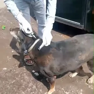 Rabies vaccination-621