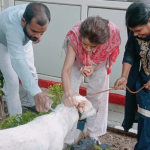 Rabies vaccination-517