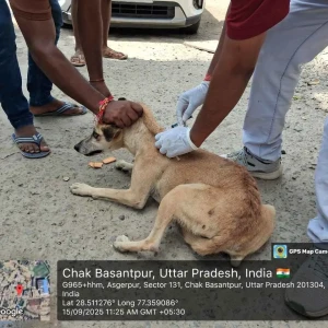 Rabies vaccination-387