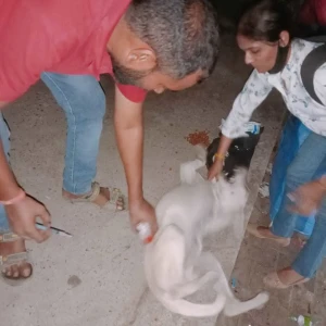 Rabies vaccination-456