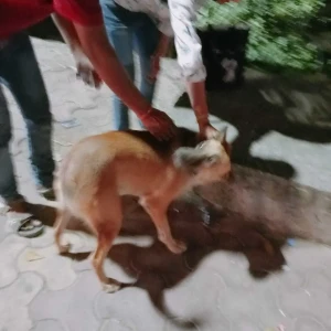 Rabies vaccination-463