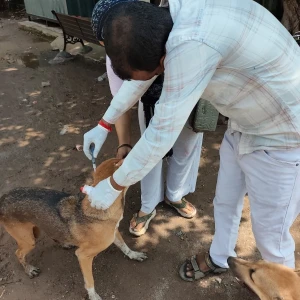 Rabies vaccination-600