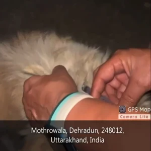 Rabies vaccination-430