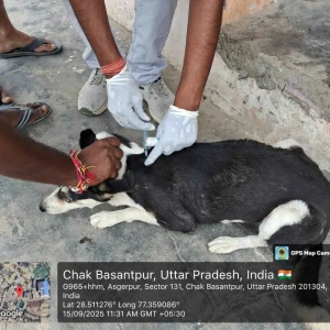 Rabies vaccination-384