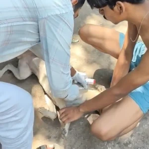 Rabies vaccination-614