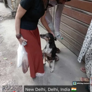 Rabies vaccination-406