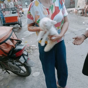 Rabies vaccination-493