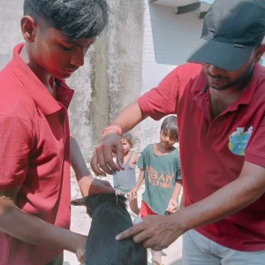 Rabies vaccination-379