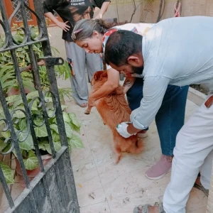 Rabies vaccination-494